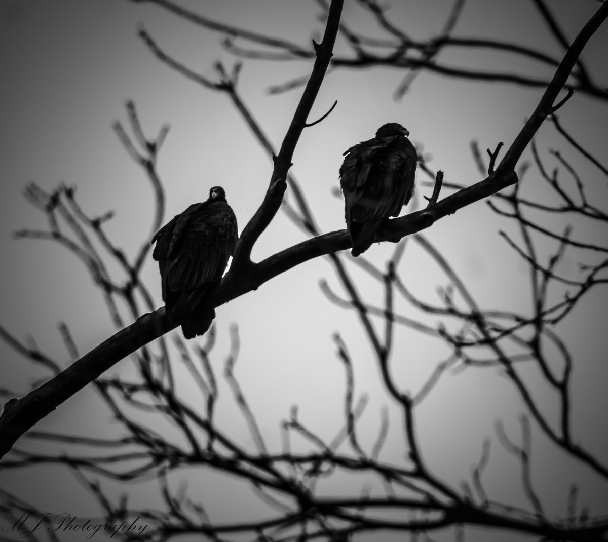 💀⚰️🪦Melody 🎶🖤🎶 tweet media