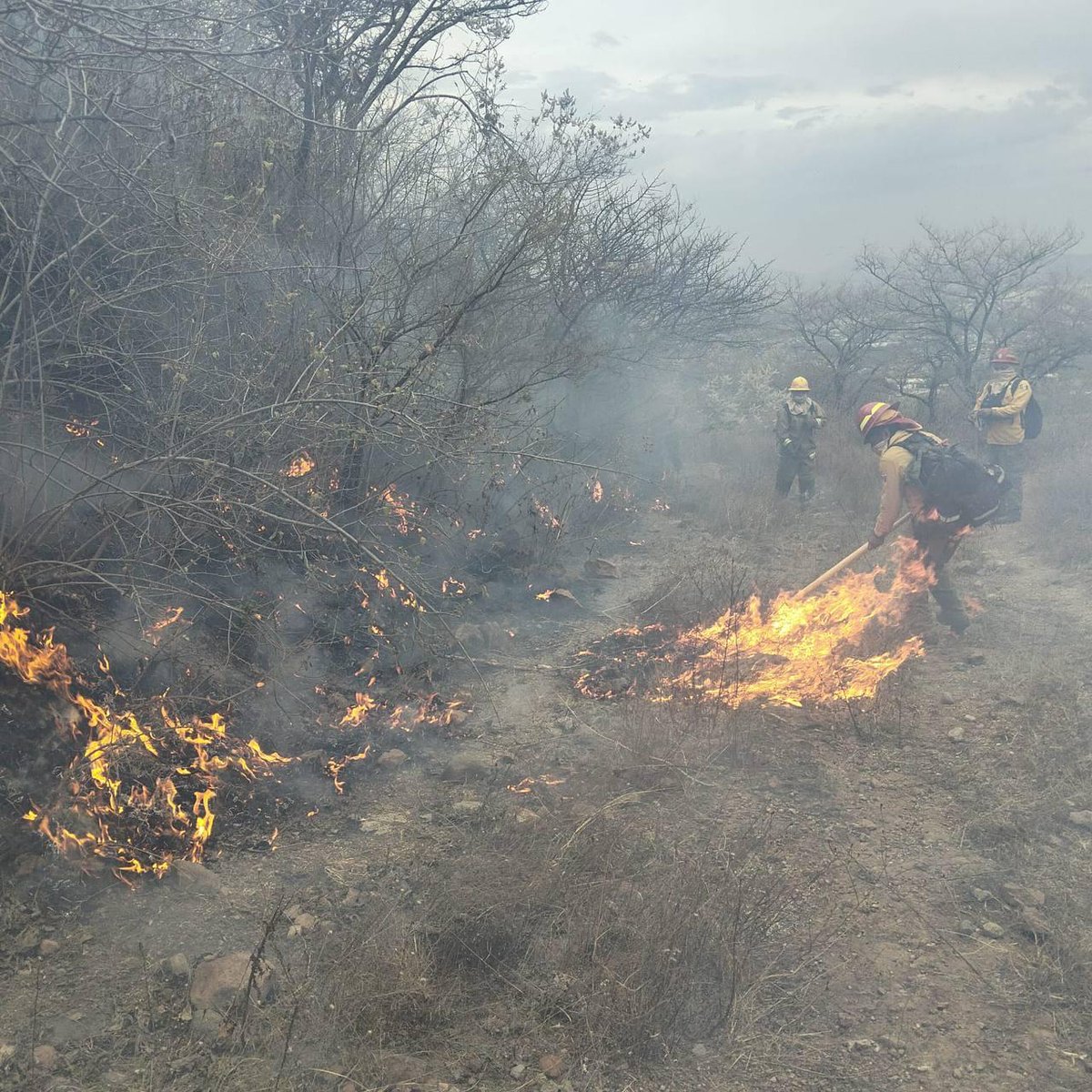 Protección Civil JAL tweet media