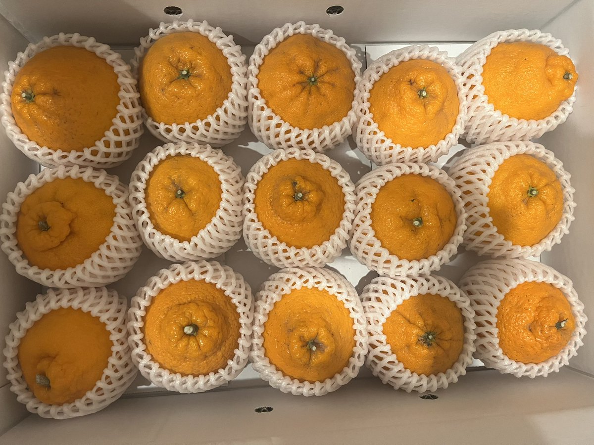 penchans2025's tweet photo. 昨日、親戚のおばさんから柑橘が届いた🍊おいしい！
#イラスト好きさんと繋がりたい #キャラクター https://t.co/Q9t7lBnqCB
