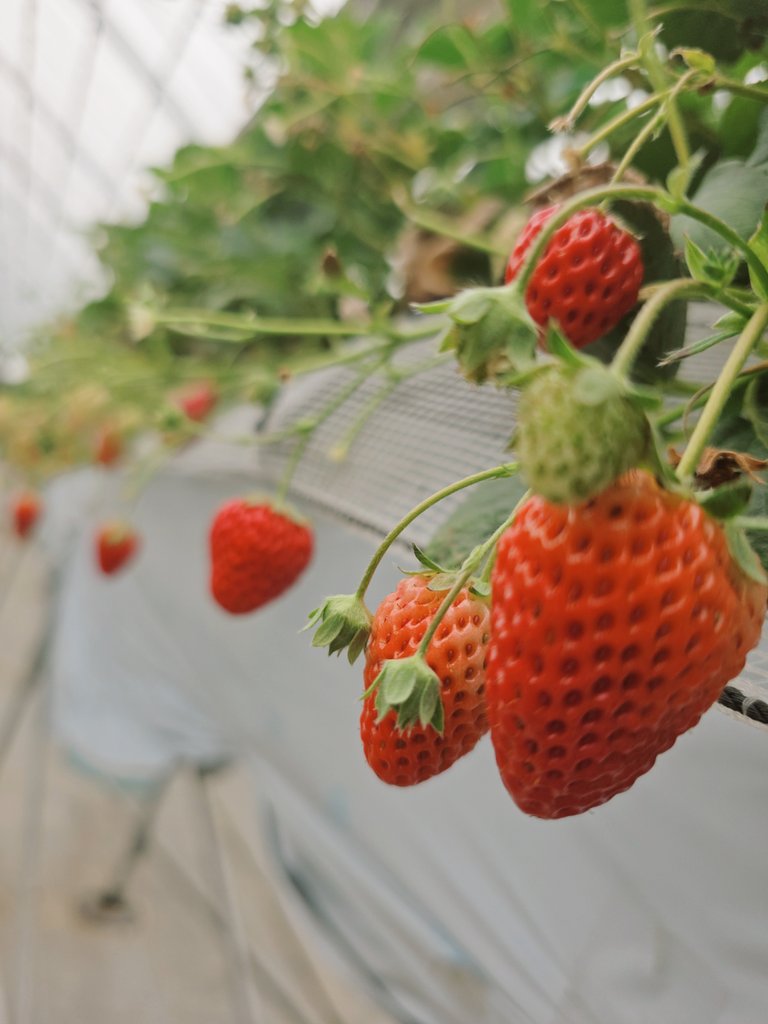 あり～🌹🎸🍪 tweet media