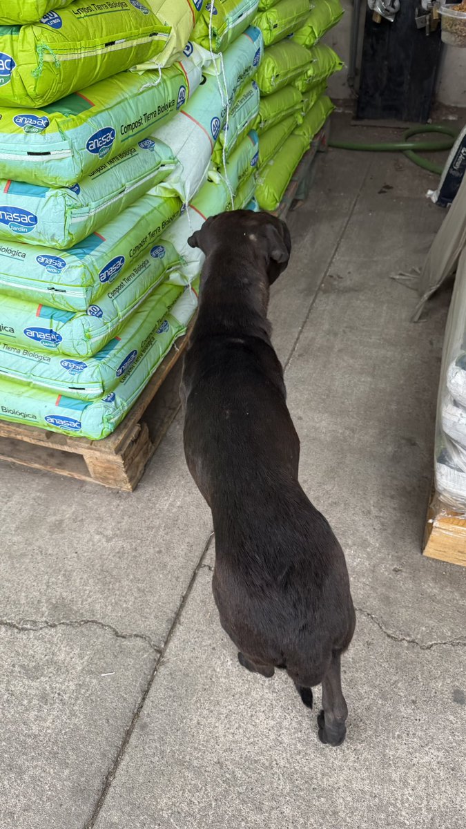 M🌲RCELA 🇨🇱🌳38%🌺 tweet media