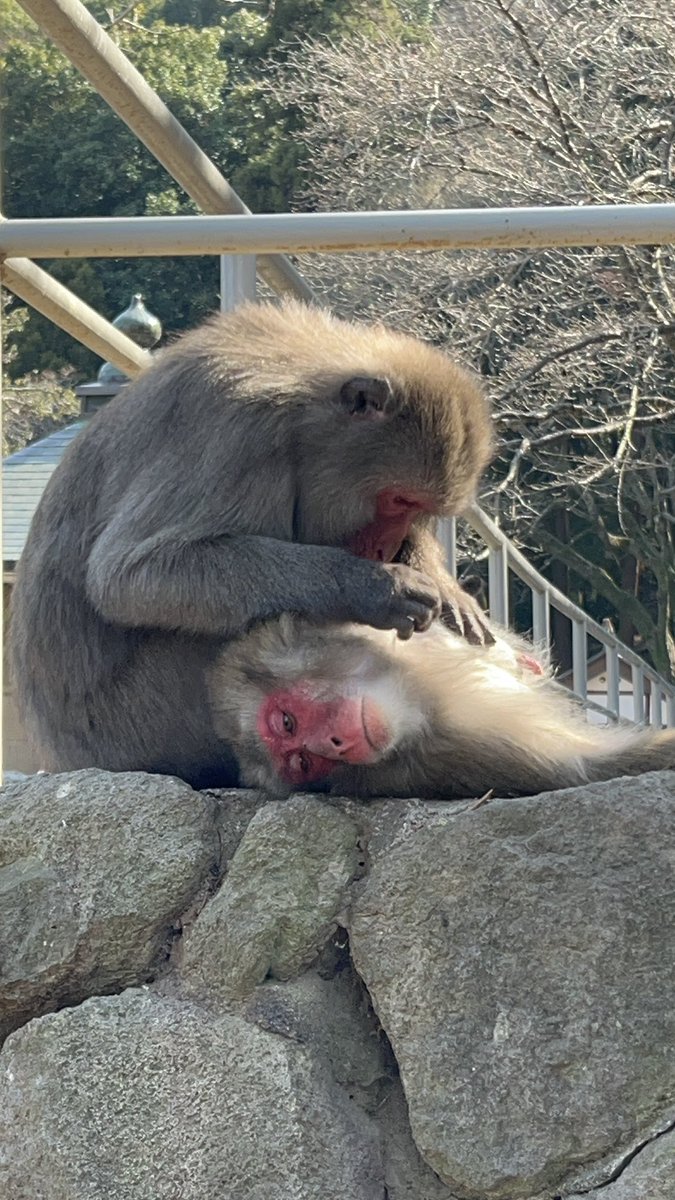 鏡・ガラスの㈱コーワ🪞／広報担当 tweet media
