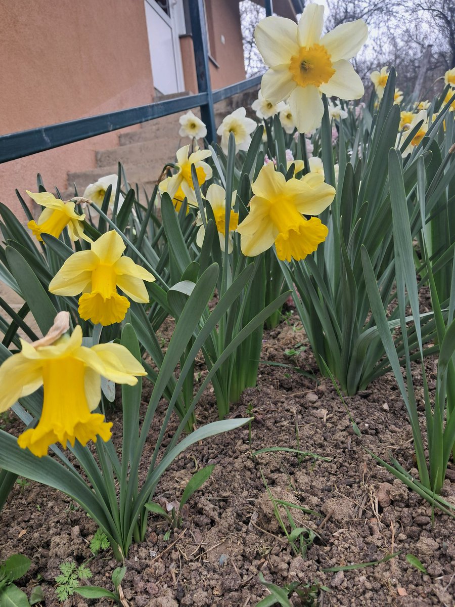 dominacijaa's tweet photo. My garden https://t.co/lIDHEVg20m