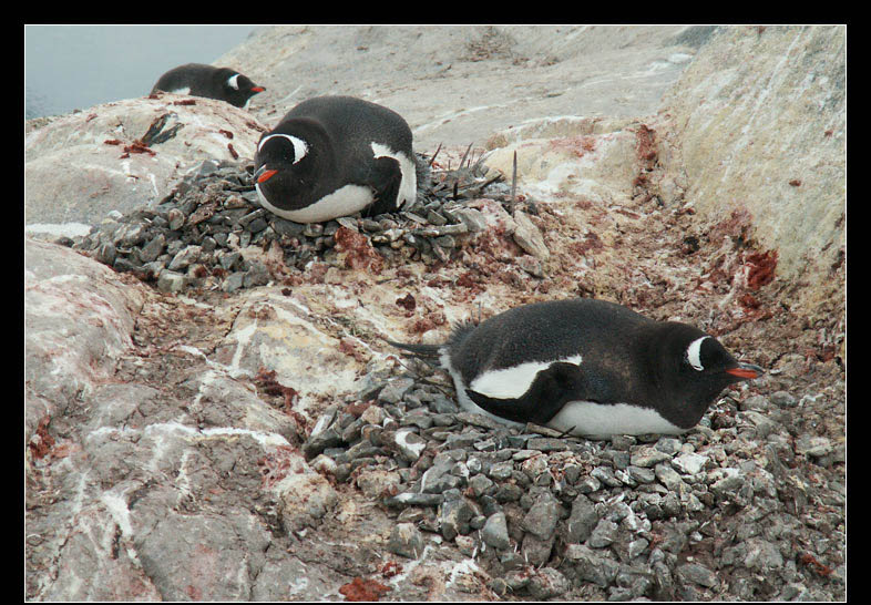 Penguins as Penguins tweet media