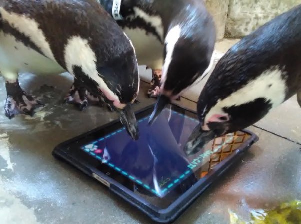 Penguins as Penguins tweet media