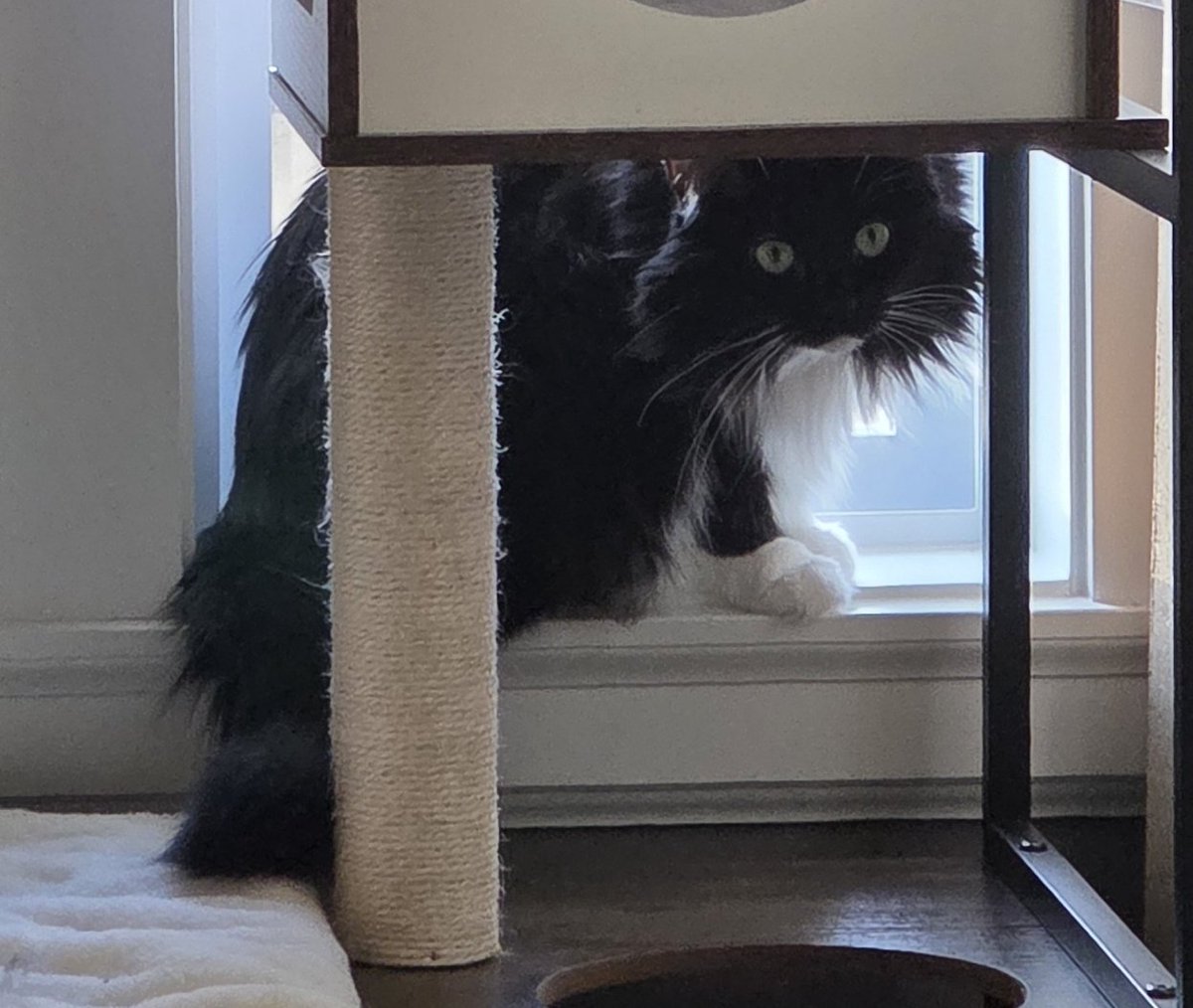 jinx ♤ tweet media