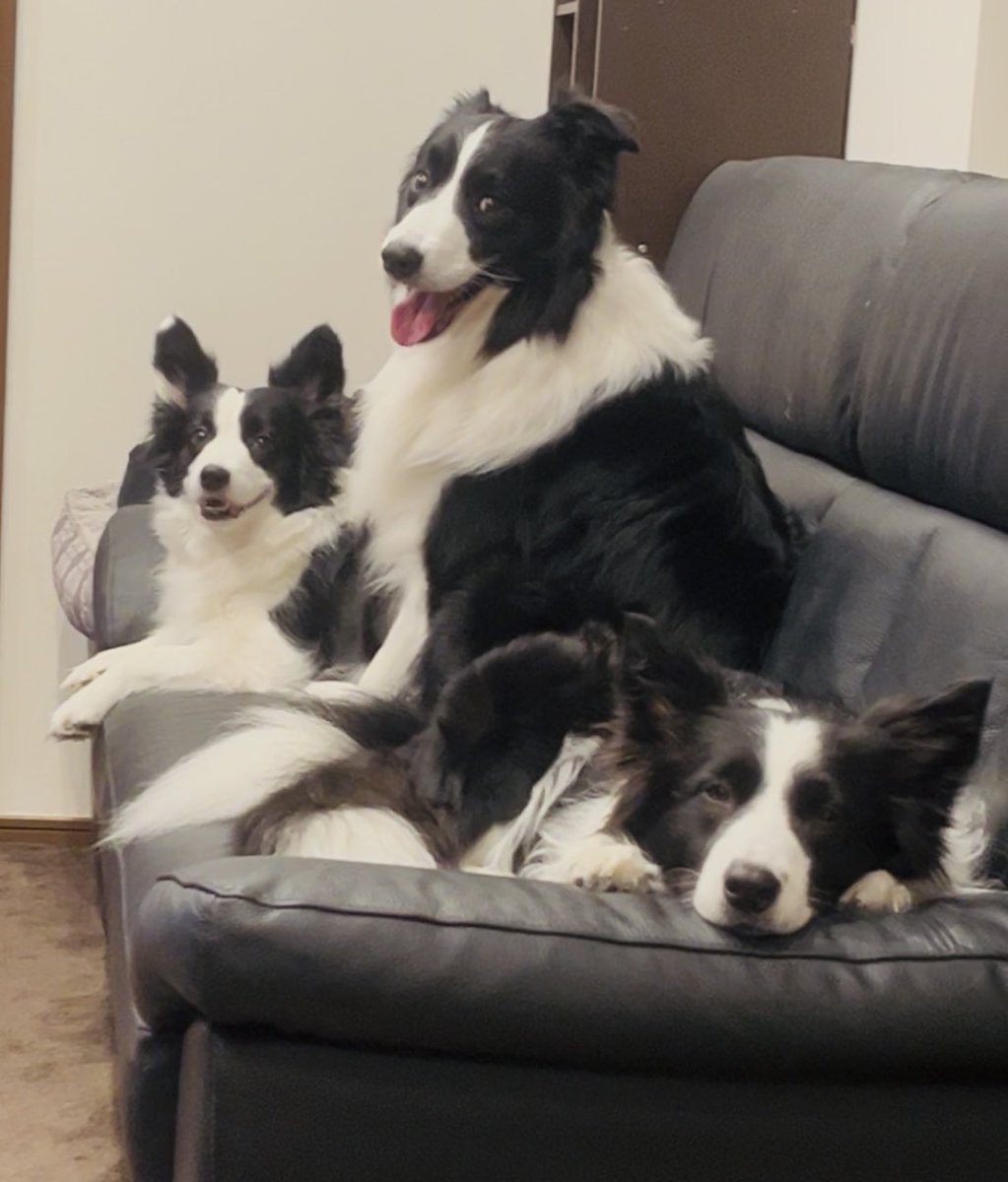 チロル tweet media