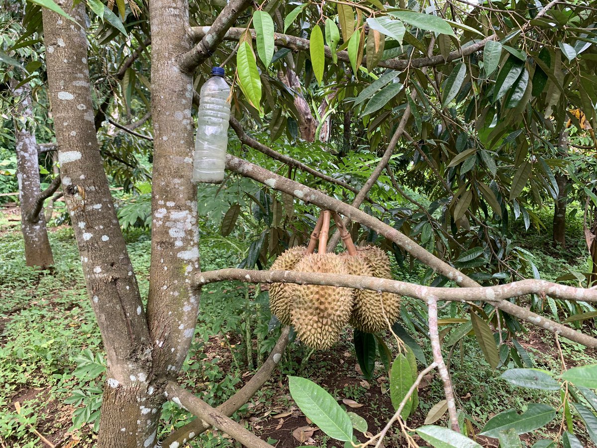 Kenapa ya orang zaman dulu kebunnya luas2. Apalagi kebunnya jg dirawat dan ditanamin. Seolah2 mereka udah tau, kalo punya banyak pohon buah itu investasi. 

Edisi panen di kebun mbah 🥭