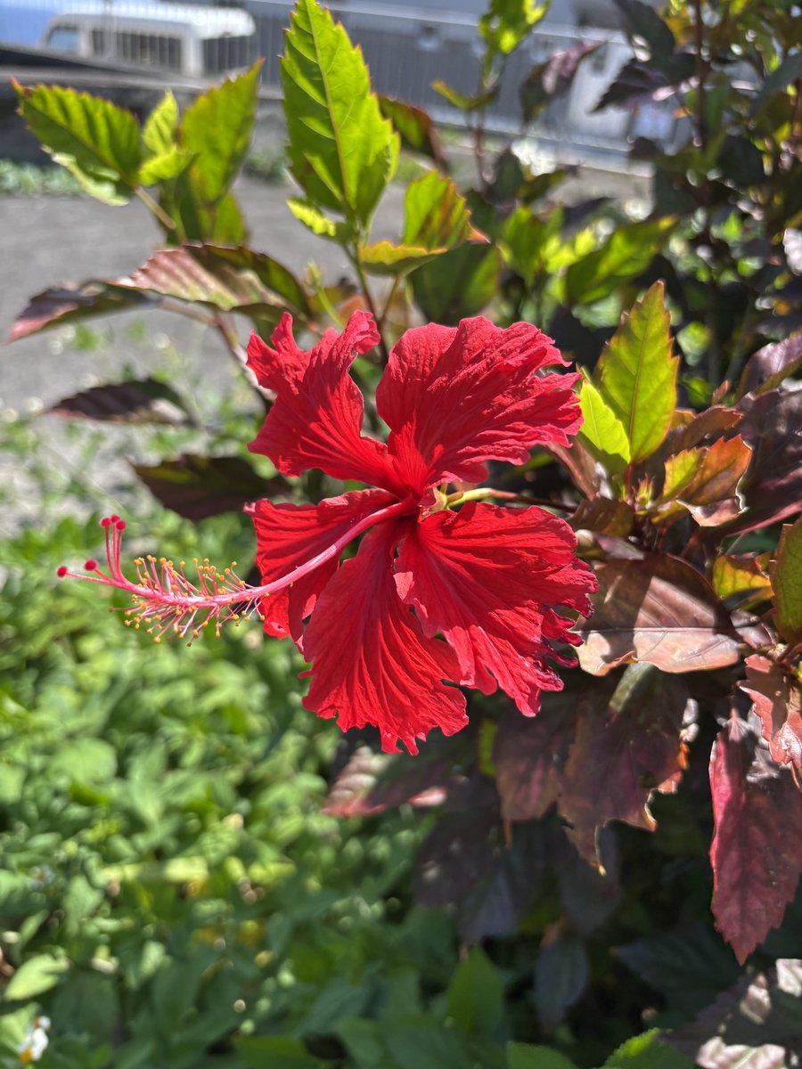 snake_raby's tweet photo. またやーさい沖縄

前回は楽しむ旅行だったけど今回は学びの旅行だった
興味のある方は是非、平和祈念資料館へ

つぎは宮古島とか行きたいな https://t.co/XE9PPstaTY