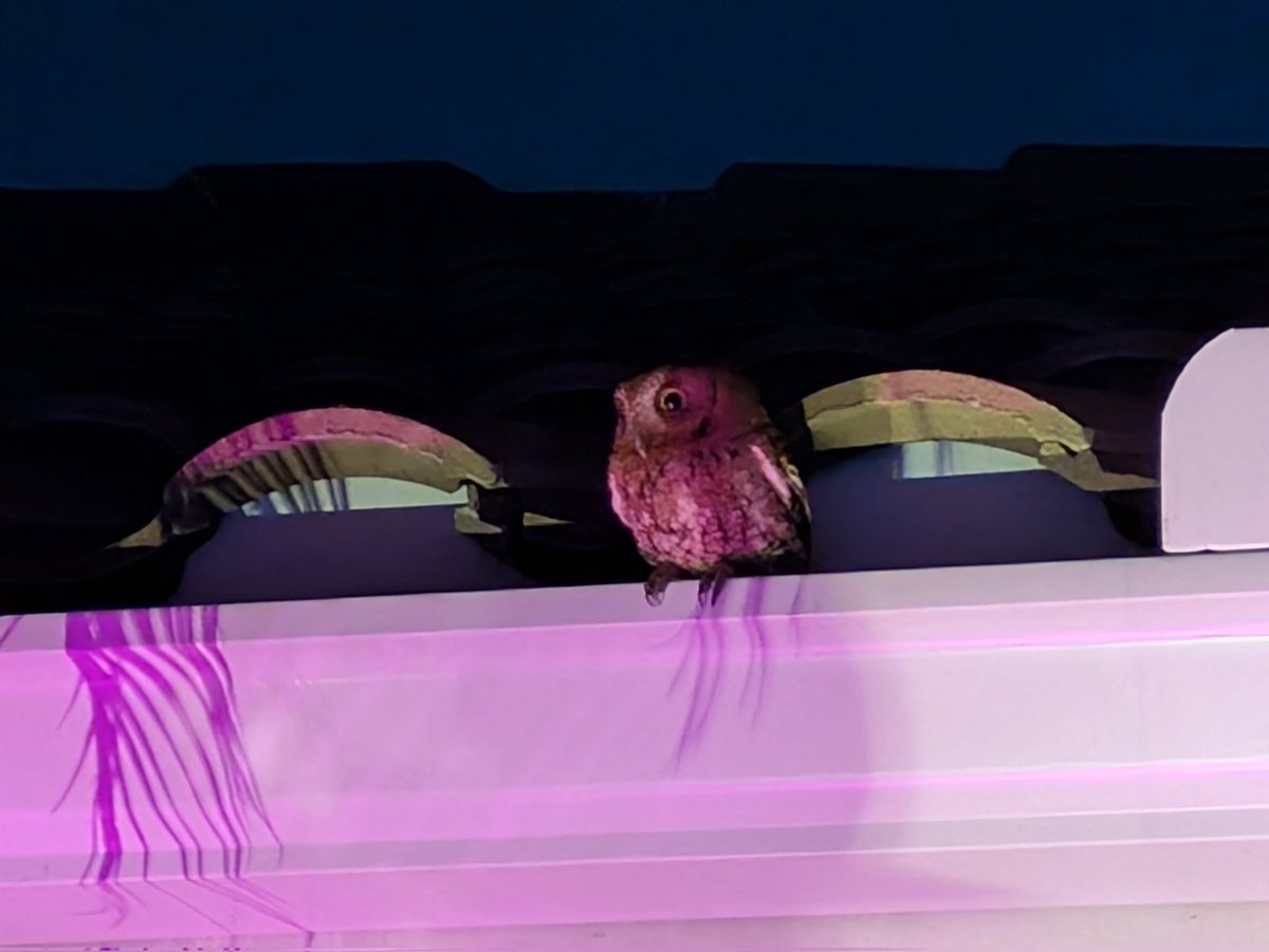 🦩TARA🦩 tweet media