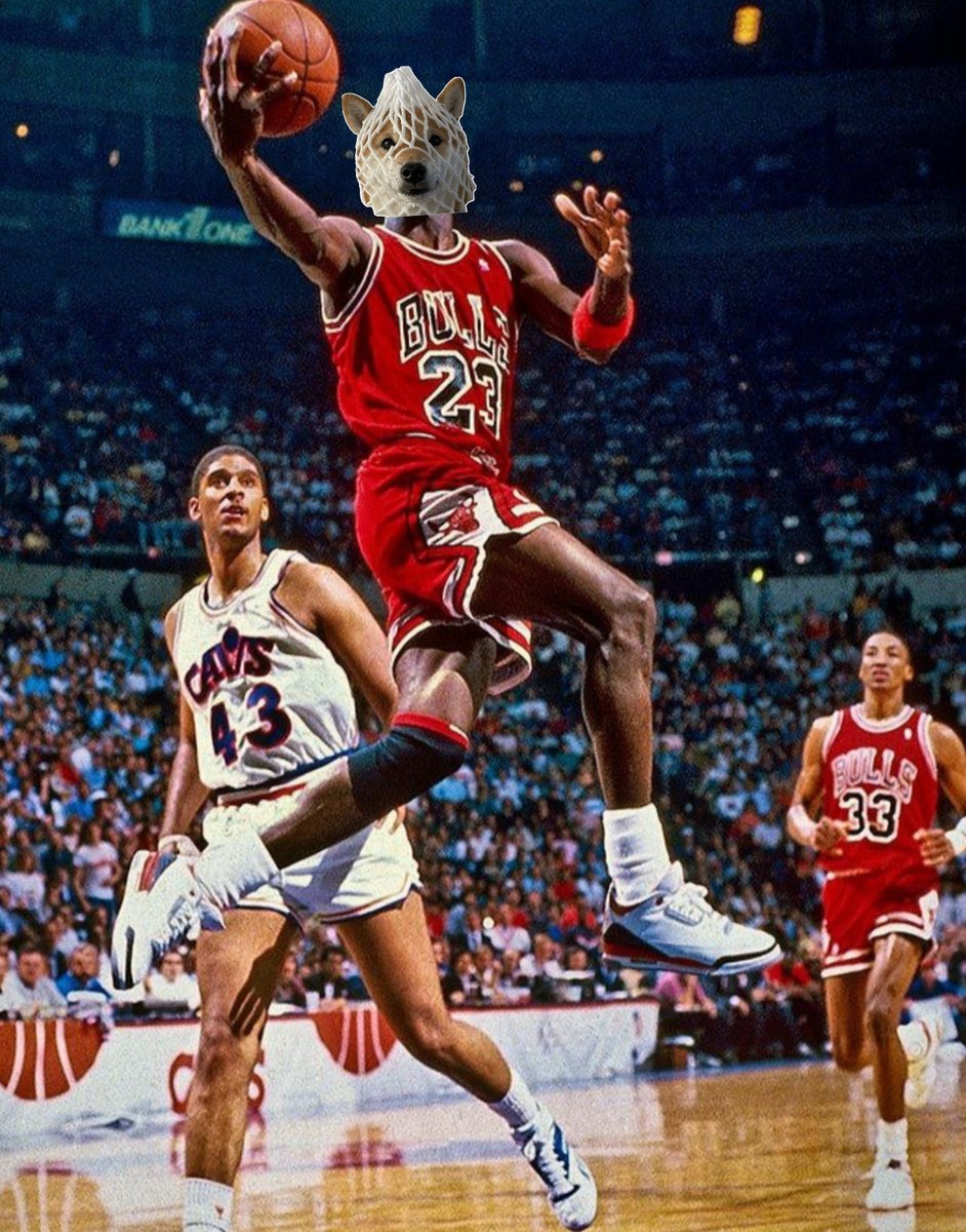 Wrapped Dog Favorites tweet media