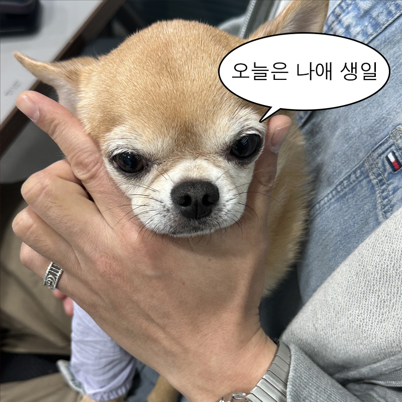 #event #국제강아지의날 

하나, 둘, 셋!
갱얼쥐야 생일 축하해🥳🥳

3월 23일 강아지의 날을 기념해 이벤트를 낋여왔어요!
랜덤추첨으로 총 10분께 패키지에 강아지 그림이 그려진 여행용 토너패드를 선물로 드려요!
🐶------------------------------🐶
참여방법 : 키위글로우 팔로우+RT
당첨자 발표