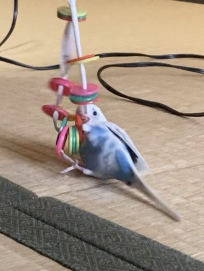 セキセイとやまだ tweet media