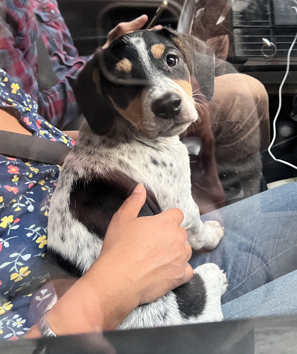 Firulais a salvo tweet media