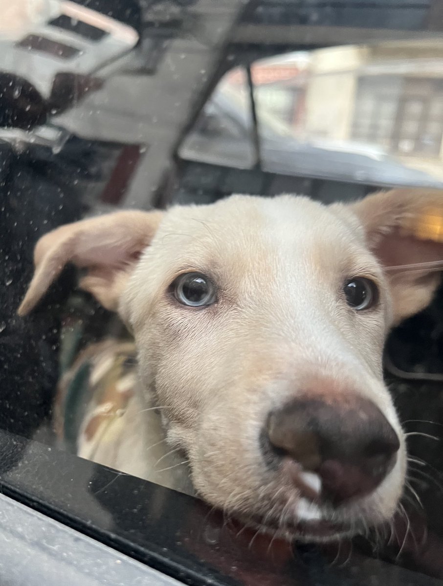 Firulais a salvo tweet media