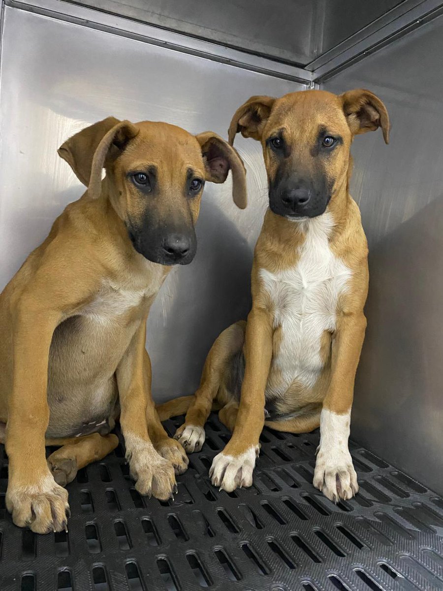FundacionLucila's tweet photo. 🐾 Fugaz y Solis buscan hogar ✨

Rescatamos a su mamita junto a sus 9 bebés en Noviembre 2025. de los 9 cachorros solo quedan estos dos guapos en la fundación 🐾. 

Tienen 4 meses, serán de tamaño grande y se entregan vacunados.

Buscamos para ellos familias responsables, amorosas y comprometidas con su cuidado y bienestar ❤️.

Si estás listo para cambiar una vida y sumar un nuevo integrante a tu familia, escríbenos - WhatsApp 320 854 4084 o 322 283 7510.

Adoptar salva vidas 🐾💛