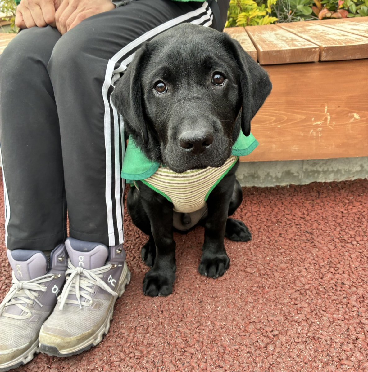 日本ライトハウス　盲導犬訓練所 tweet media