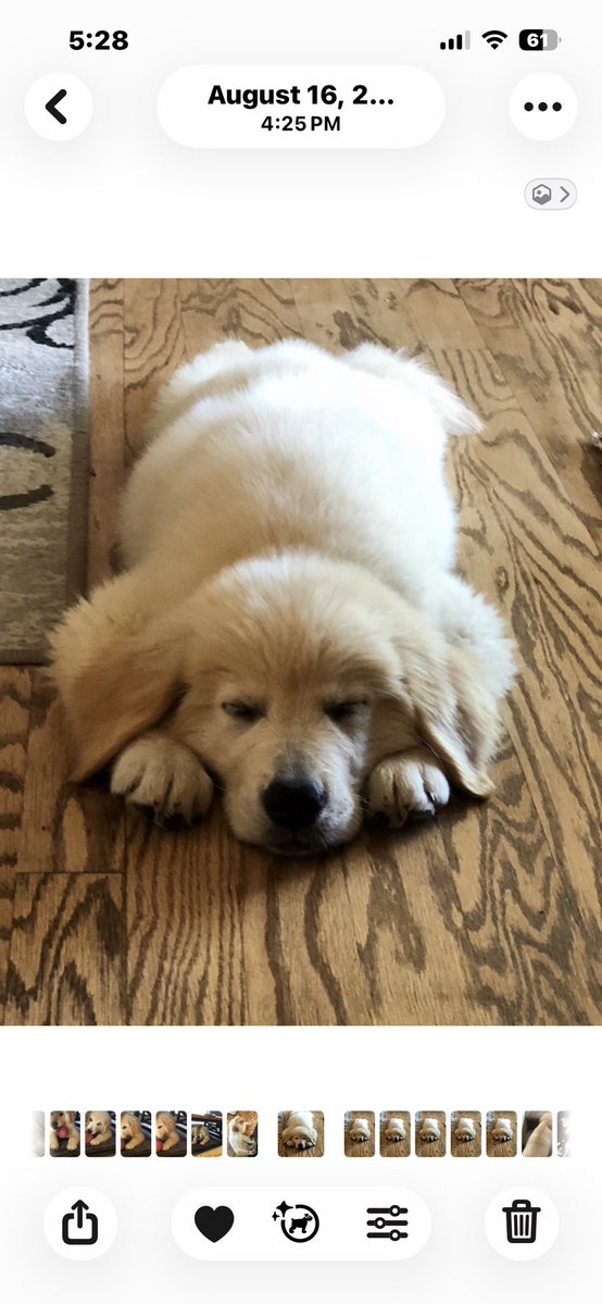 The Adventures of Beau & Dusty tweet media