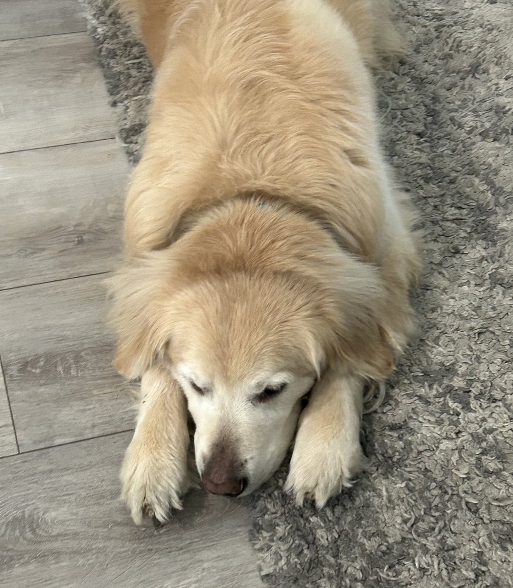 The Adventures of Beau & Dusty tweet media