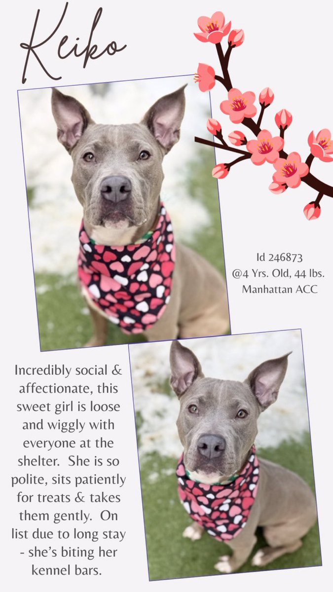 Moishe's Mom tweet media