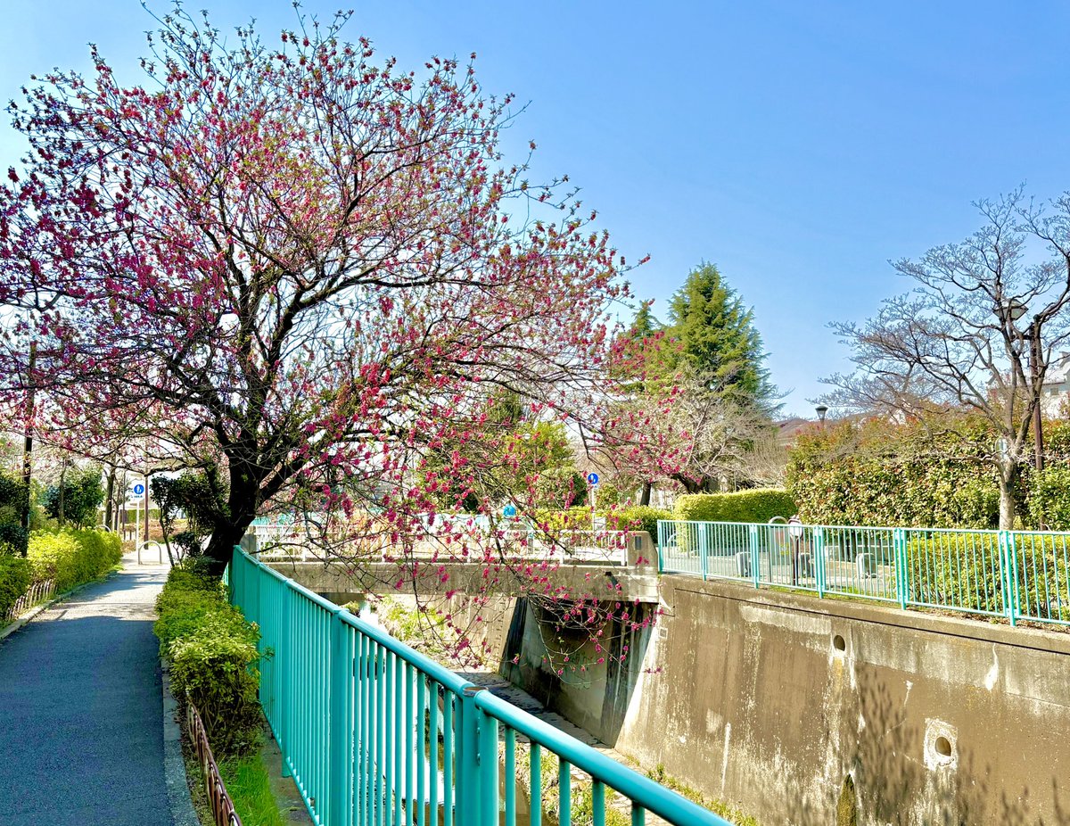 Tobuushi 🔥🏴 tweet media