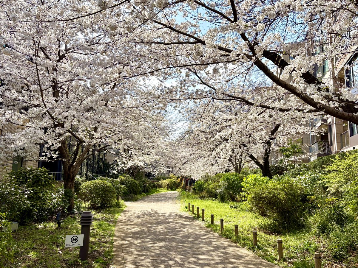 Tobuushi 🔥🏴 tweet media