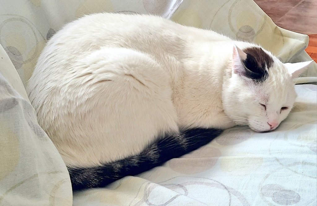 مهسااا tweet media