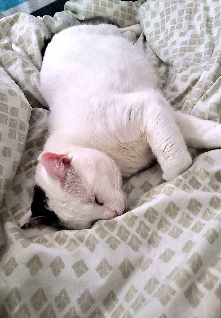 مهسااا tweet media