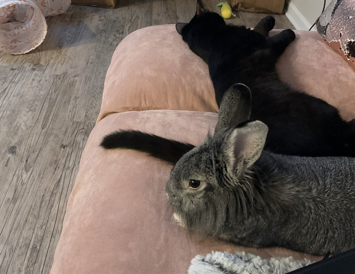 𝓢ᴛᴇᴘʜ 𝓜ᴀƦꞮᴇ 𝕂𝚒𝗗𝗗𝖔💚 tweet media