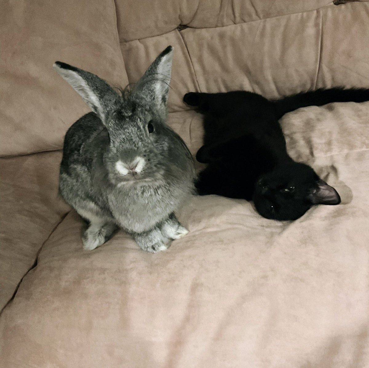 𝓢ᴛᴇᴘʜ 𝓜ᴀƦꞮᴇ 𝕂𝚒𝗗𝗗𝖔💚 tweet media