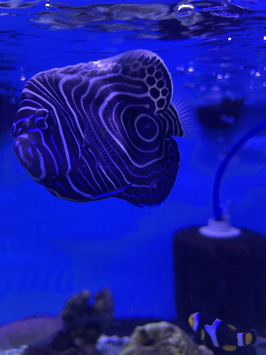 𝖘𝖚𝖒𝖒𝖊𝖗 🥀 tweet media