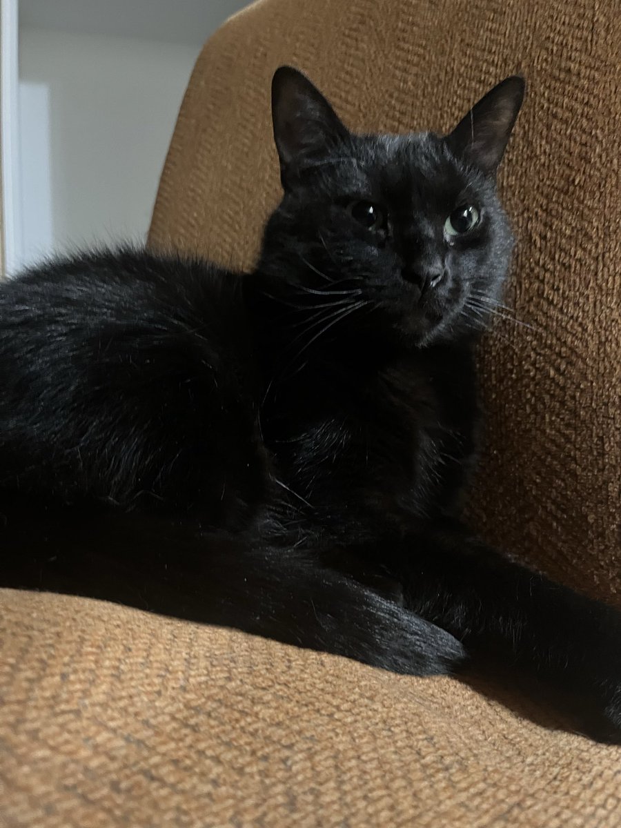 Sirius💫 tweet media