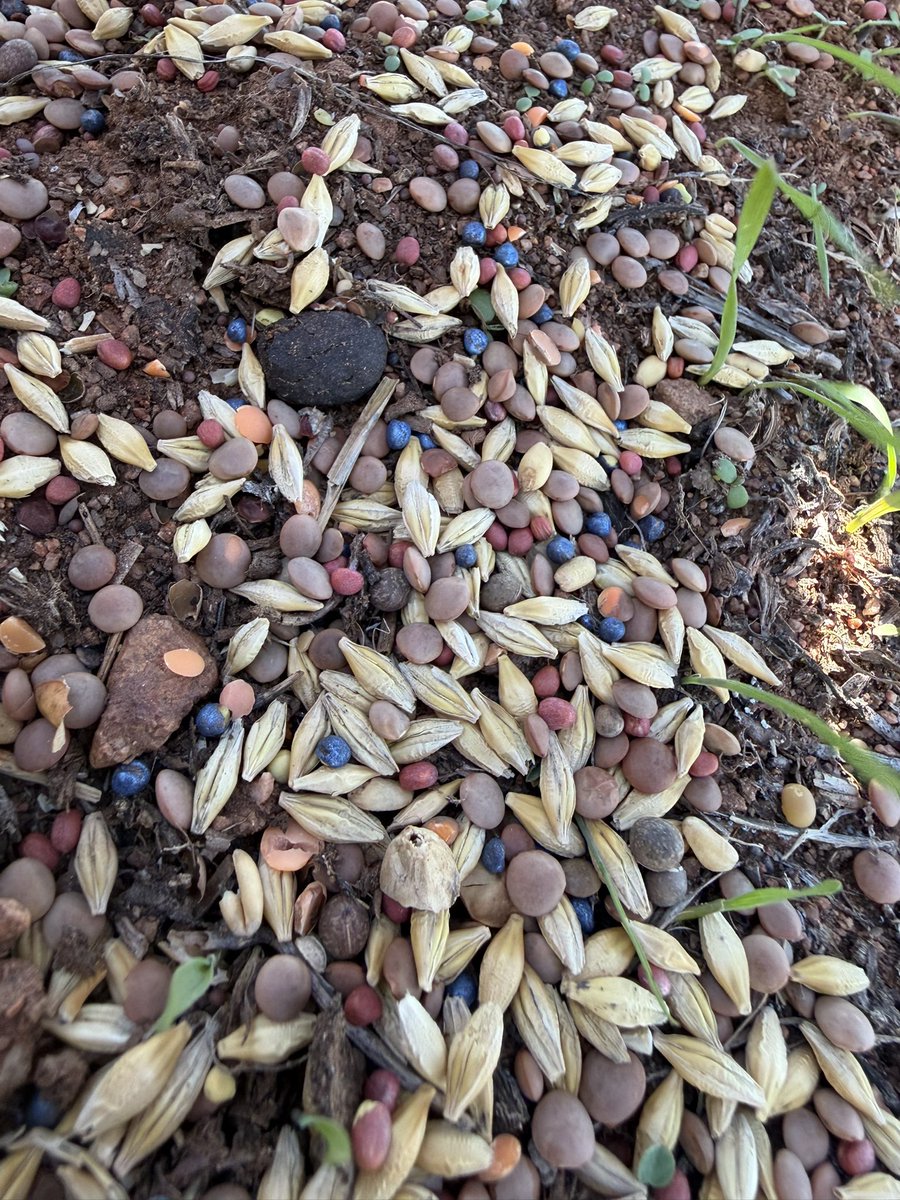 Damien Elson tweet media