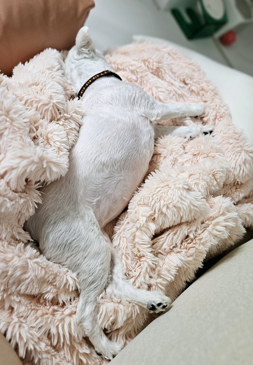 Pipithebrave's tweet photo. 새벽 두시에 자는 언니 집요하게 깨워놓고 지는 사지 쭉 뻗어가며 꿀잠주무시는중 아 얄미운깡아 https://t.co/m1TiRVKQXs