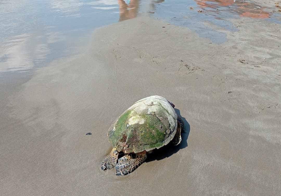 Teresa Mendoza 💜 tweet media