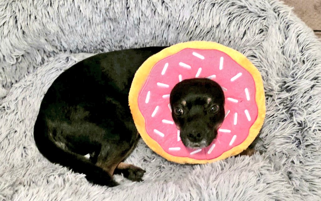 CanadianBlackBear🇨🇦 (CanadianPenny🌈) tweet media