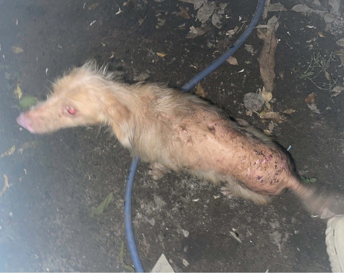 Niall Harbison tweet media