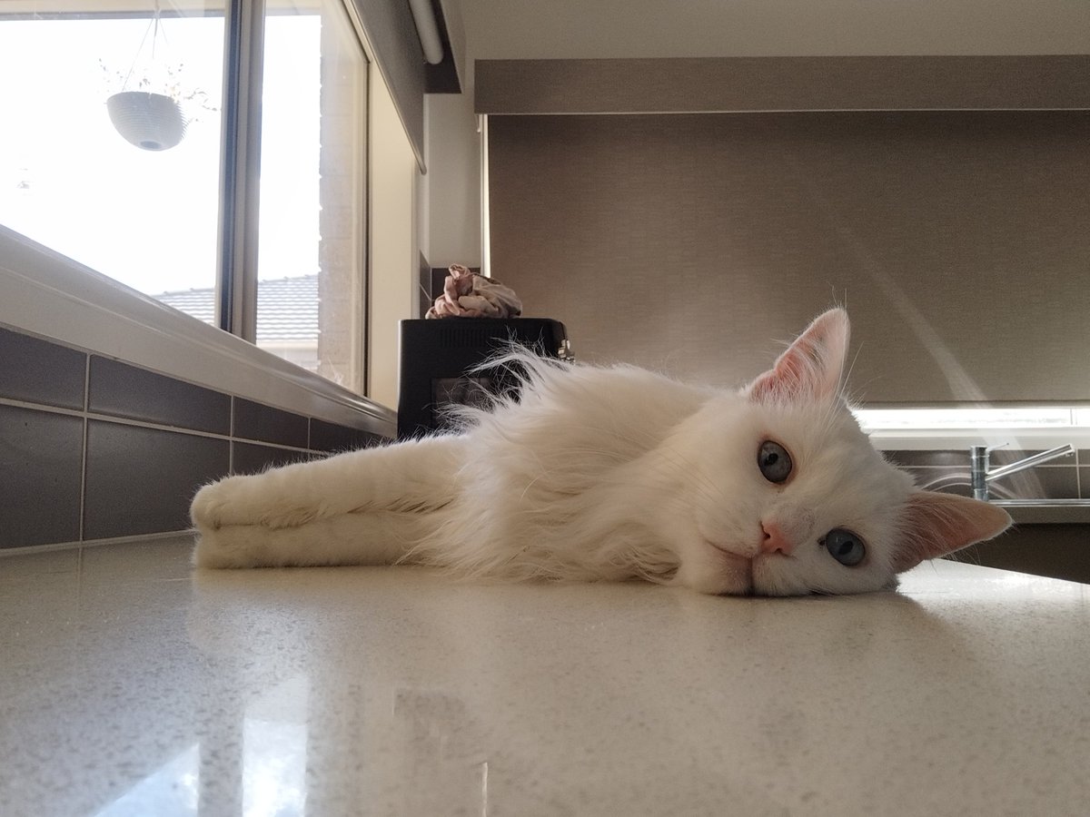 Siblings of Scruffkit tweet media