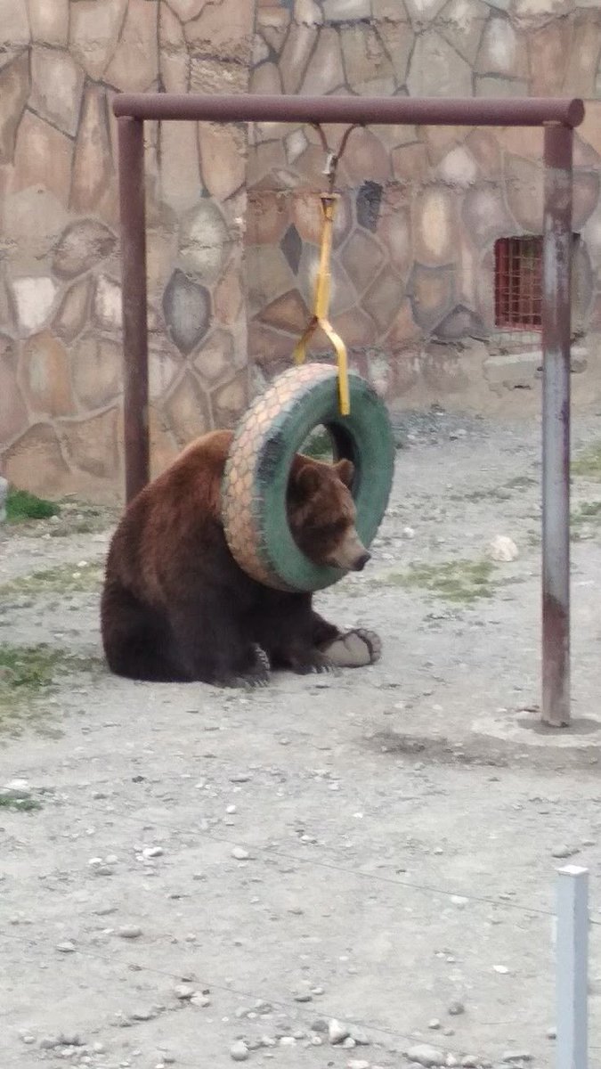 helio tha bwear tweet media