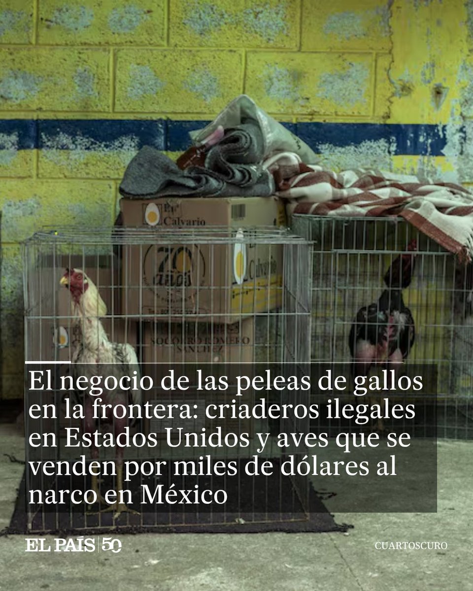 EL PAÍS México tweet media