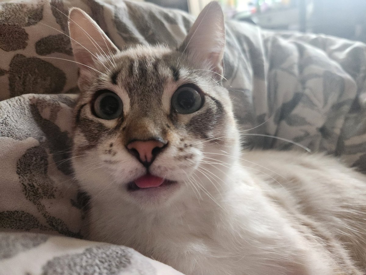 lentil & bowser 🩶 walter & bonkers 🌈 tweet media