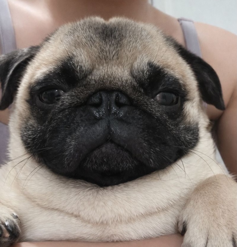 marymsmithson56's tweet image. Adorable 🥰
#pug #adorable #puglife