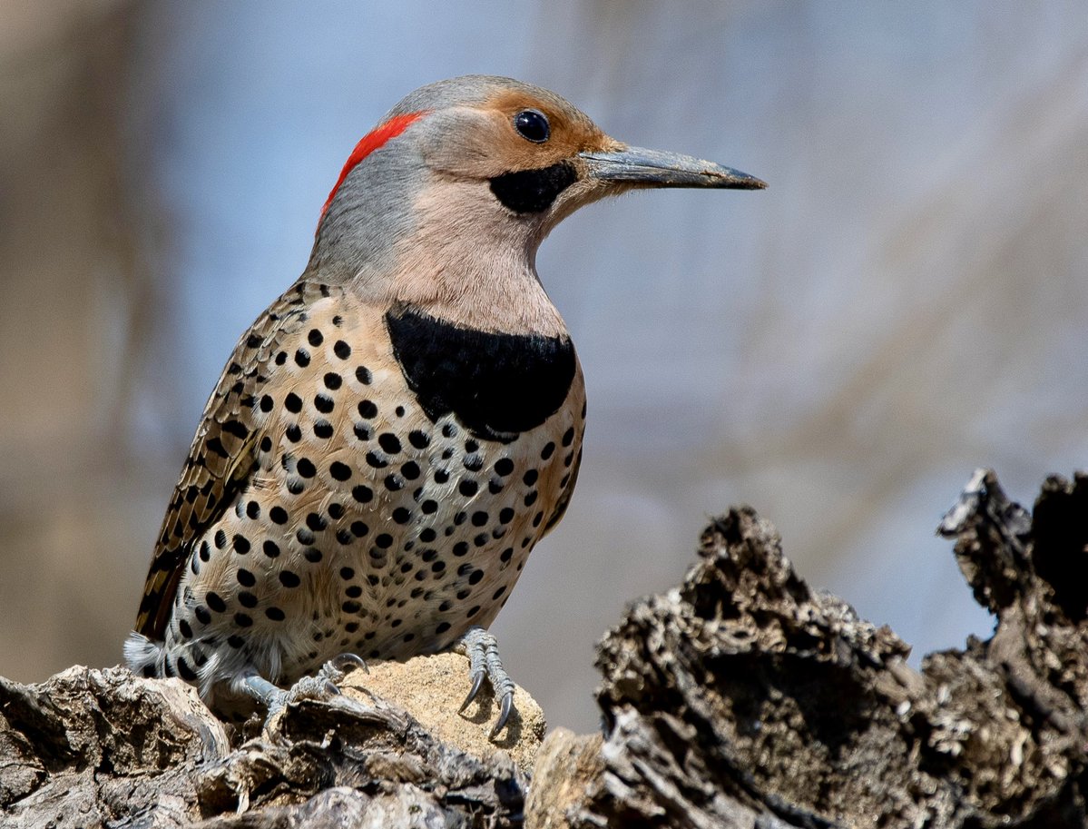 Alex Critelli tweet media