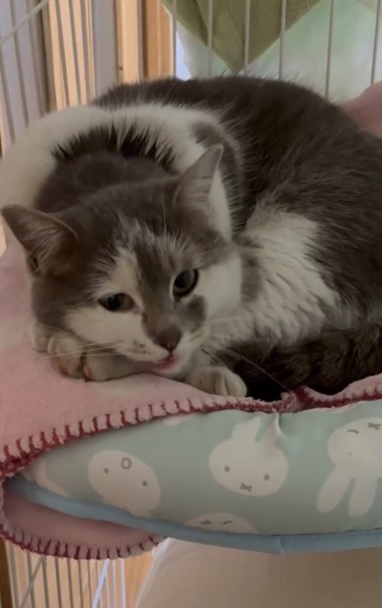 小梅さん tweet media