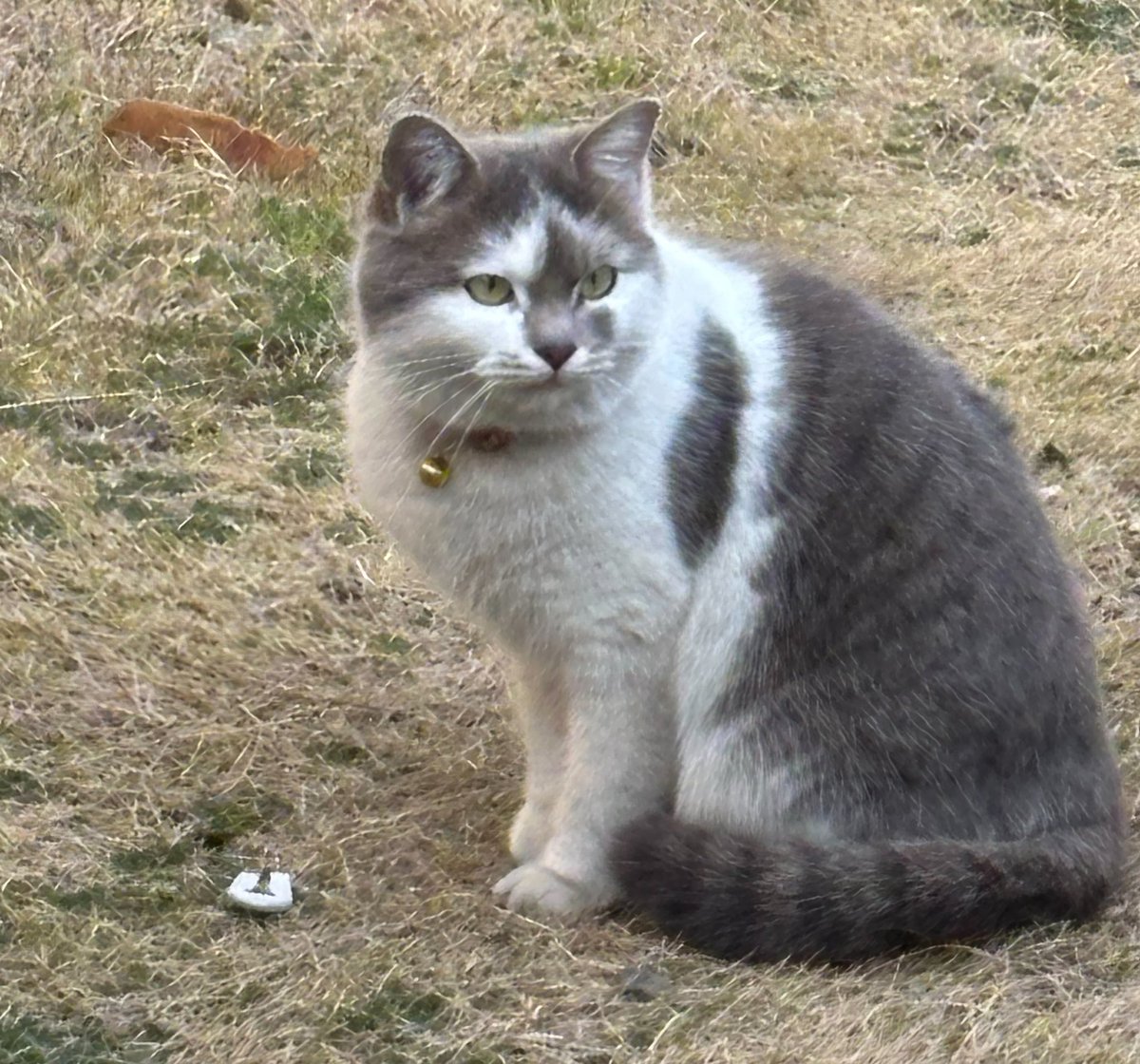 小梅さん tweet media