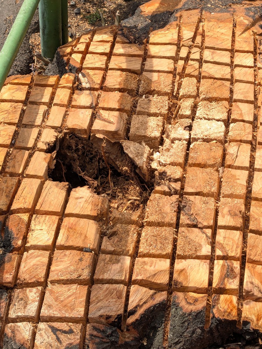 さいみん tweet media