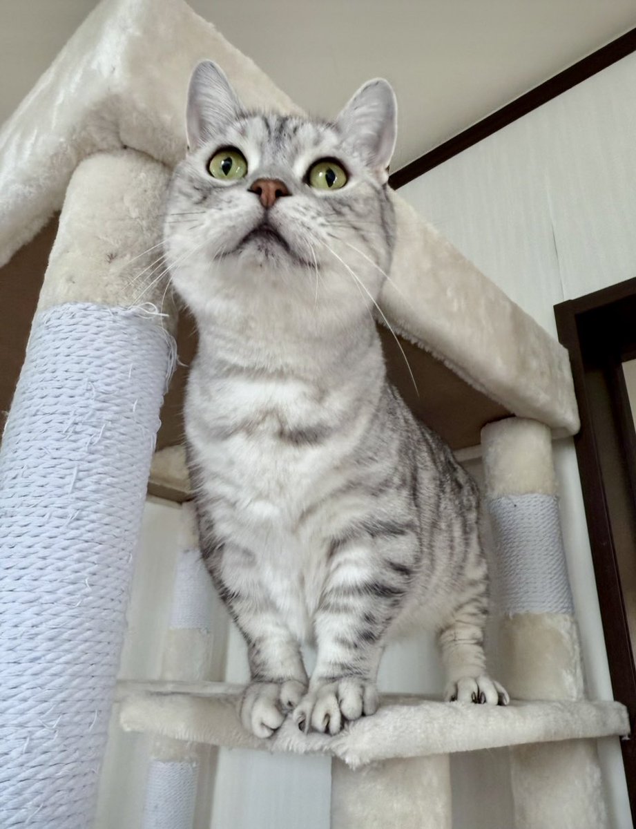 こんにちはルチルです🐱

久しぶりの投稿です
謎の忙しいさからやっと離脱できました。