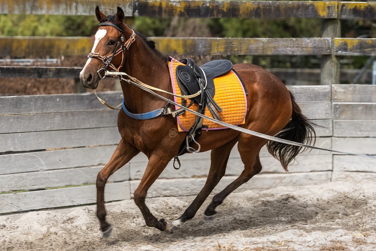 B.A.X LTD tweet media