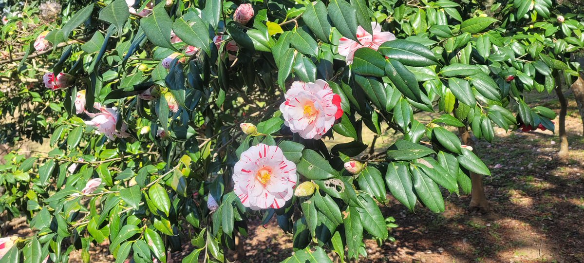 Invertir en dividendos tweet media