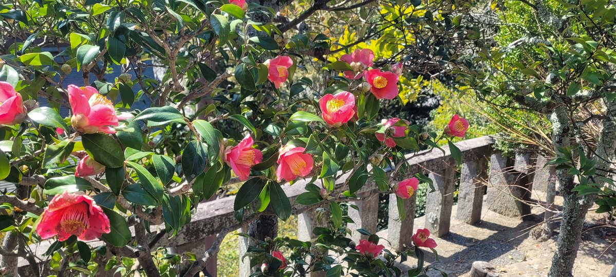 Invertir en dividendos tweet media